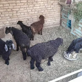 tokly çebis