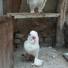 yaponcik