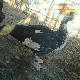 Ýaşyl baş erkek