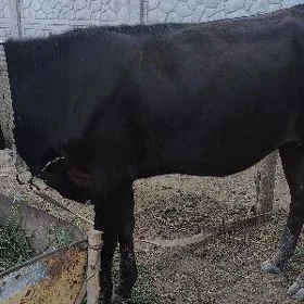 gulajyn gole 1,5 ýasly