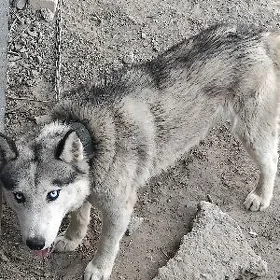 hasky