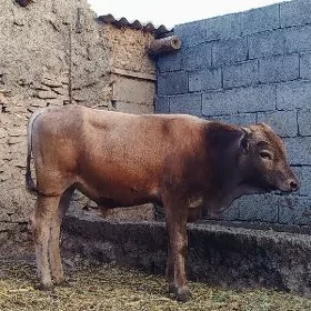 şiwit öküz sygyr