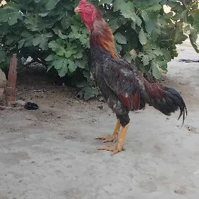 HORAZ.