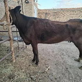 Sygyr