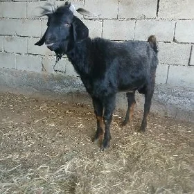 bakilan geçi