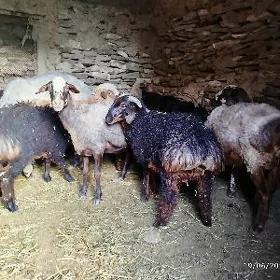 Guzly goyun göç gecy