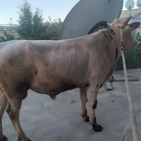 ÖKÜZ