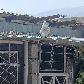 Kepderi
