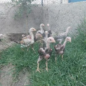 taşkent