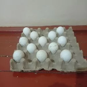 Induk ýumurtga