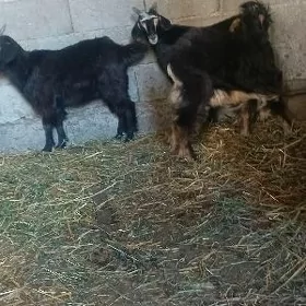 Çebiş