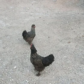 tawuk