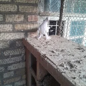 Kepderi
