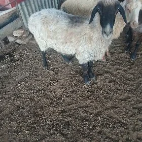 bakmaly goyn