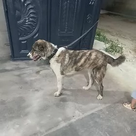 Аждар
