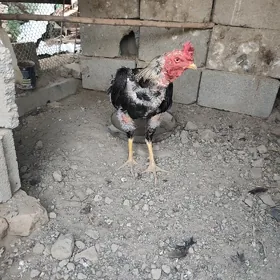 1 ýaşan