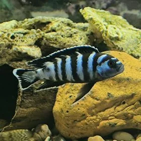 Demasoni masgalasy