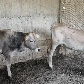 Arassa Şiwet Öküzler