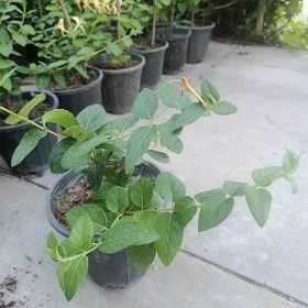 jasmin