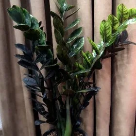 Замиакулькус