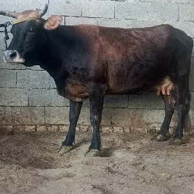 sygyr