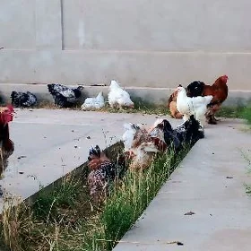 Brama yumurtga