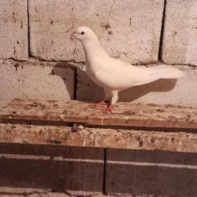 kepderi
