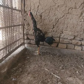 HORAZ