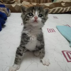 Котёнок