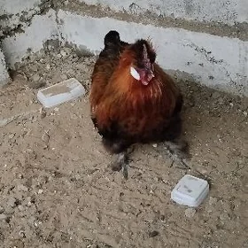 Towşan tüý Horaz