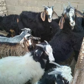 geci cewiş