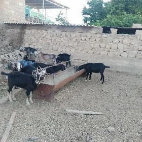 Dog erkeç