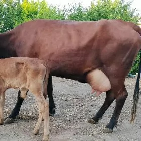 Goleli  sygyr