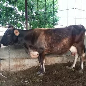 sygyr