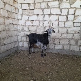Geci