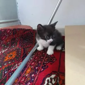 çağa pişik