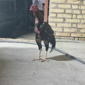 horaz
