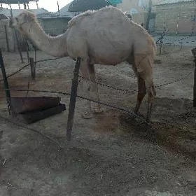 erkek ogsyk