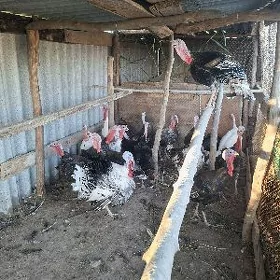 индюк