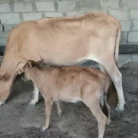 tanaly sygyr