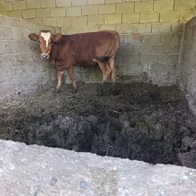 Tüwe