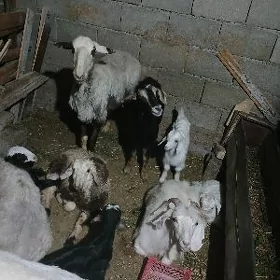 Owlakly Geçi amatly gysagly