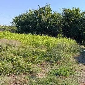 Ayroport daca mellek