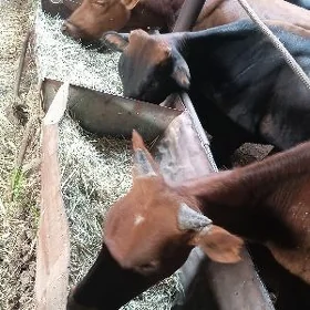 öküZ