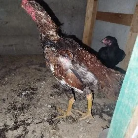 karekareýkare