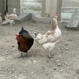 Towuklar
