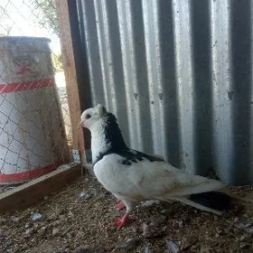 kepderi