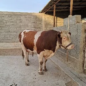 ÖKZ SİMMENTAL