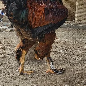 brama gyzyl yumurta