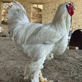 bramalar ak gara sary